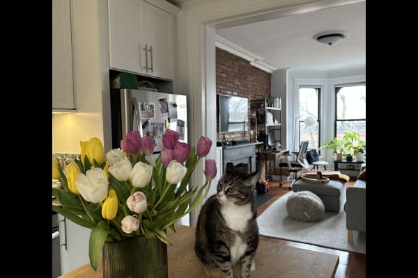 House sit in New York City, NY, US