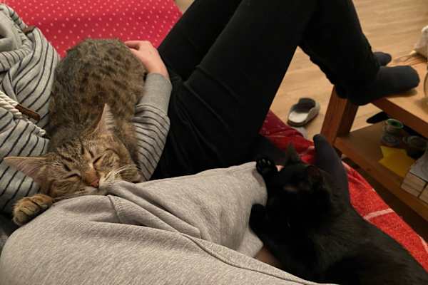 House sit in Vienna, Austria