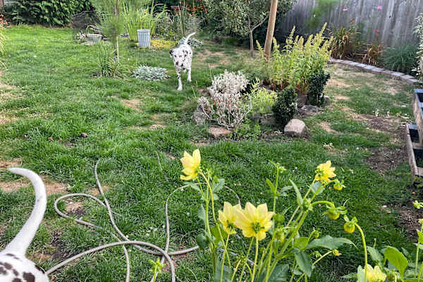 House sit in Nailsea, United Kingdom
