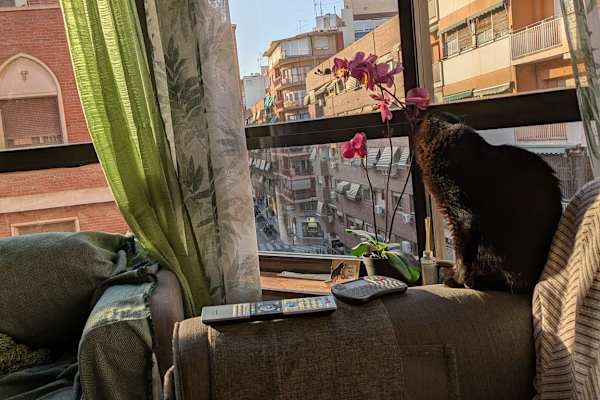 House sit in Alicante, Spain