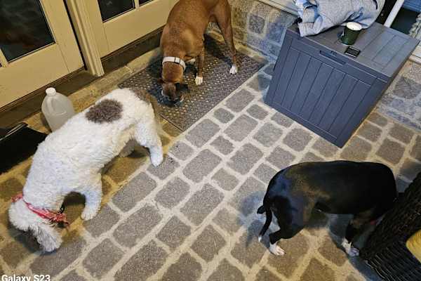 House sit in Greensboro, NC, US