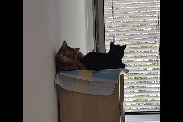 House sit in Basel, Switzerland