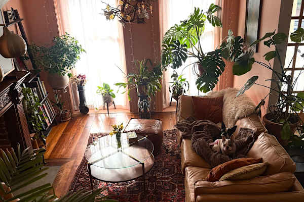 House sit in Richmond, VA, US