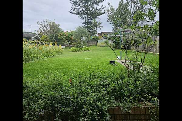 House sit in Sydney, NSW, Australia