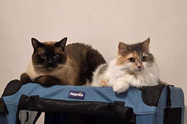 House sit in Cochrane, AB, Canada