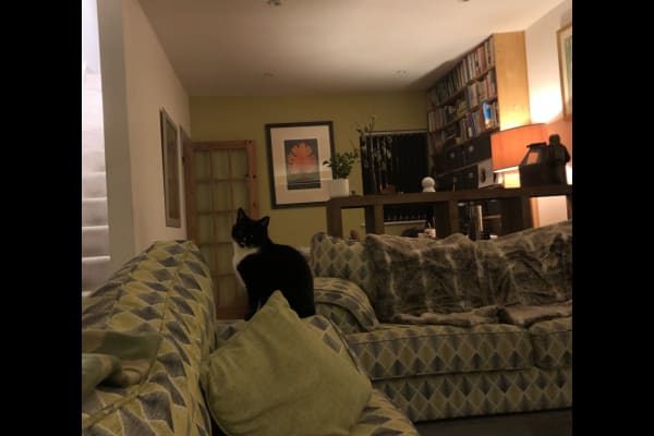 House sit in Dover, United Kingdom