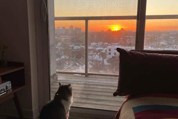 House sit in Toronto, ON, Canada