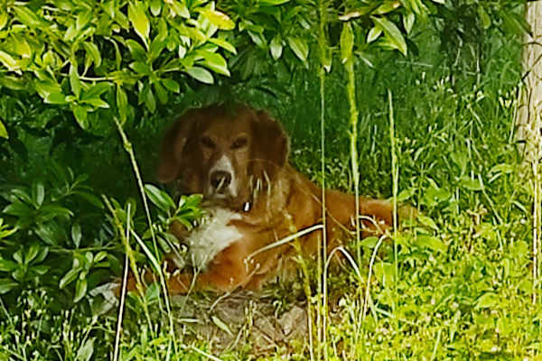 House sit in Juignac, France