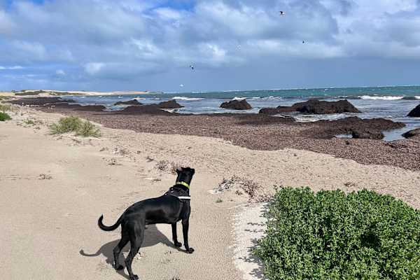 House sit in Geraldton, WA, Australia