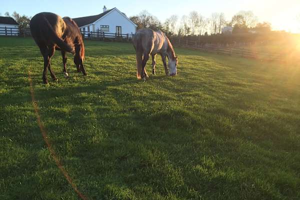 House sit in Donaghcloney, United Kingdom