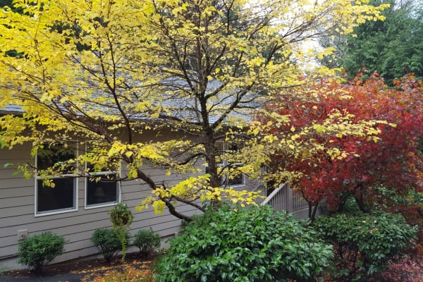 House sit in Gleneden Beach, OR, US