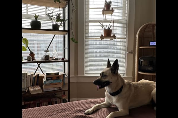 House sit in San Francisco, CA, US