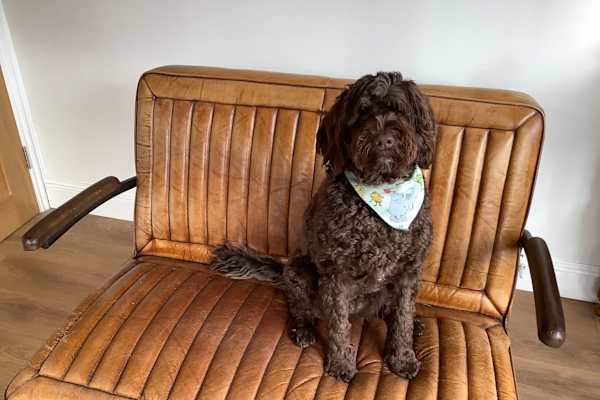 House sit in Pirbright, United Kingdom