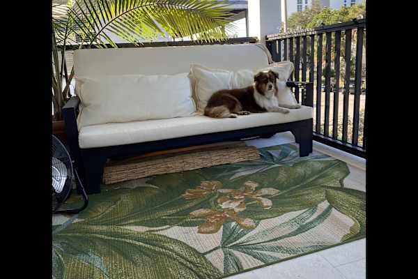 House sit in St. Petersburg, FL, US