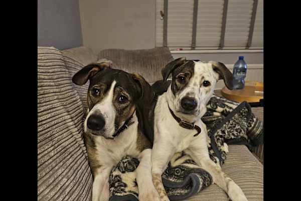 House sit in Chertsey, United Kingdom