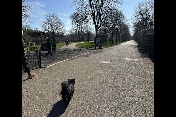 House sit in London, United Kingdom