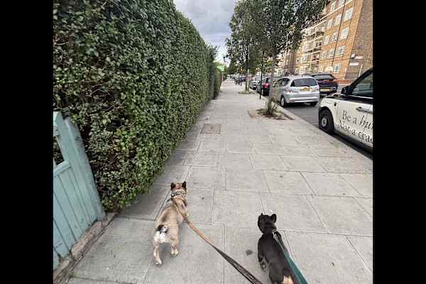 House sit in London, United Kingdom