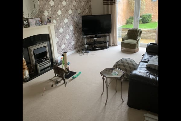 House sit in Trowbridge, United Kingdom