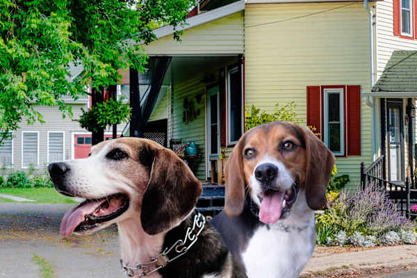 House sit in Westport, ON, Canada