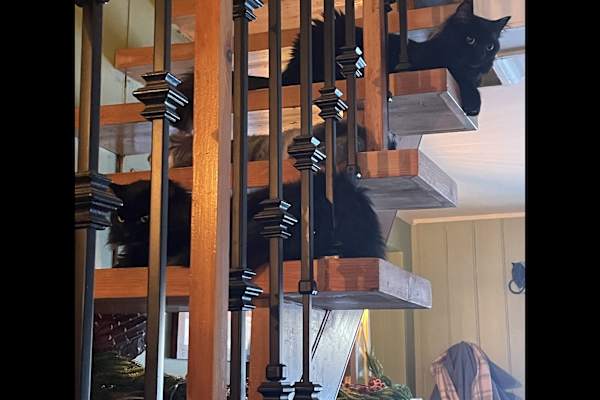 House sit in Almonte, ON, Canada