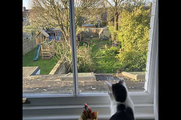 House sit in Cambridge, United Kingdom