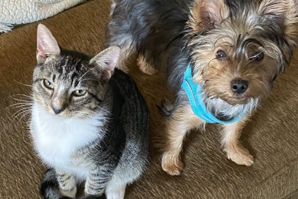 House sit in Greenville, SC, US