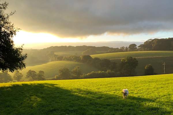House sit in Great Missenden, United Kingdom