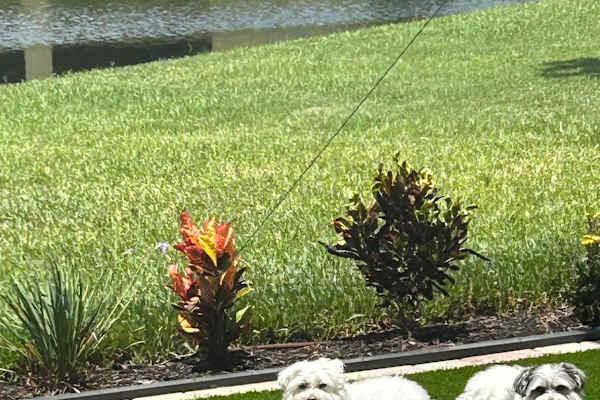 House sit in Daytona Beach, FL, US