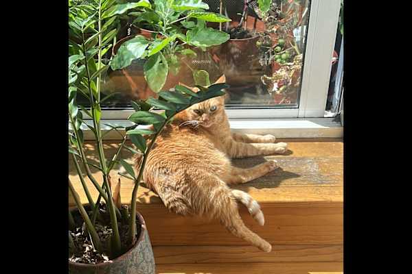 House sit in City of London, United Kingdom