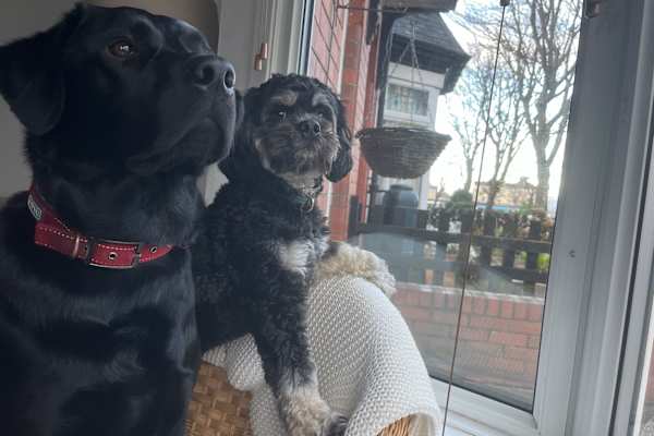 House sit in Saltburn-by-the-Sea, United Kingdom