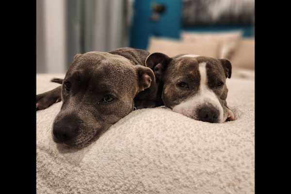 House sit in Bacchus Marsh, VIC, Australia