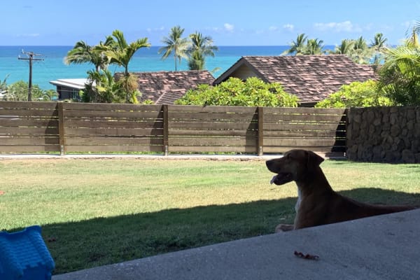 House sit in Kailua, HI, US