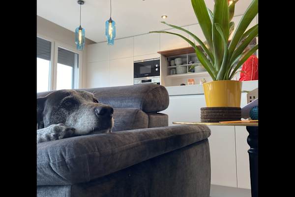 House sit in Caldas da Rainha, Portugal