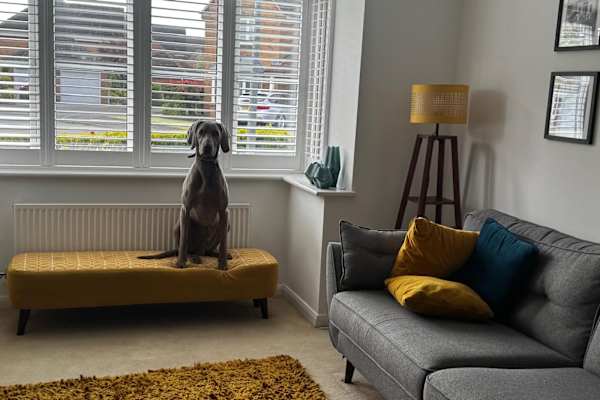 House sit in Pocklington, United Kingdom