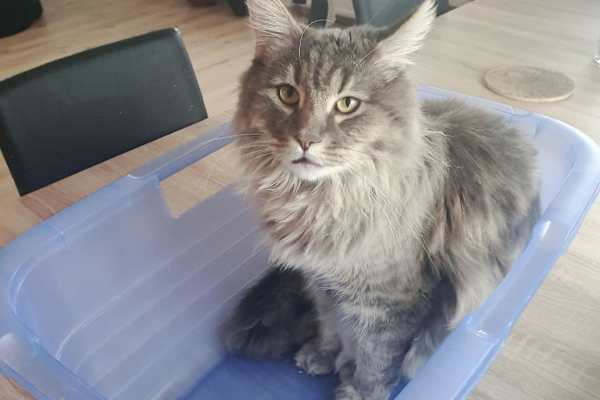 House sit in Moudon, Switzerland