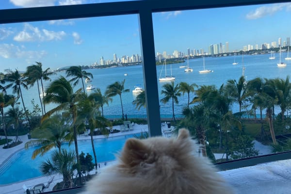 House sit in Miami Beach, FL, US
