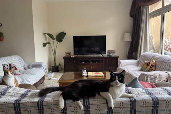 House sit in Cairo, Egypt