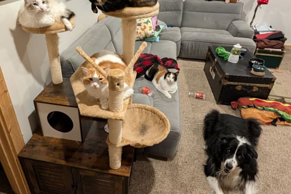 House sit in Farmington, NM, US