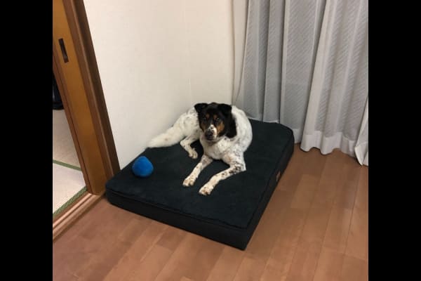 House sit in Tokyo, Japan