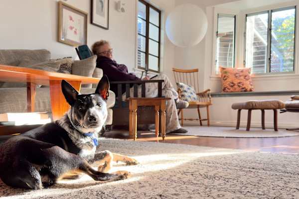 House sit in Brisbane, QLD, Australia