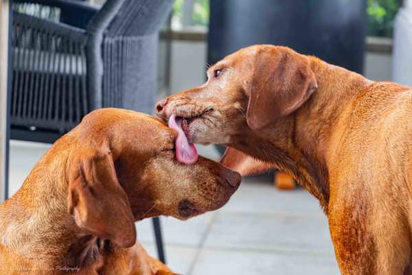 House sit in Whitianga, New Zealand