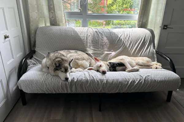 House sit in Longueuil, QC, Canada