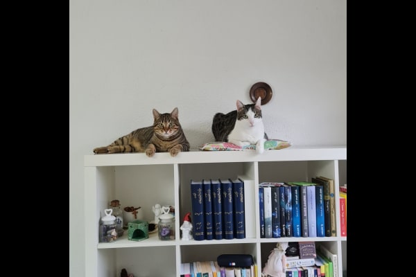 House sit in Frankfurt am Main, Germany