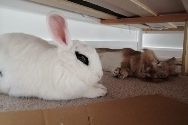 House sit in Bristol, United Kingdom