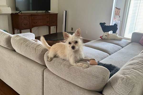 House sit in Phoenix, AZ, US