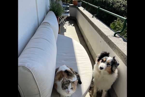 House sit in Lausanne, Switzerland