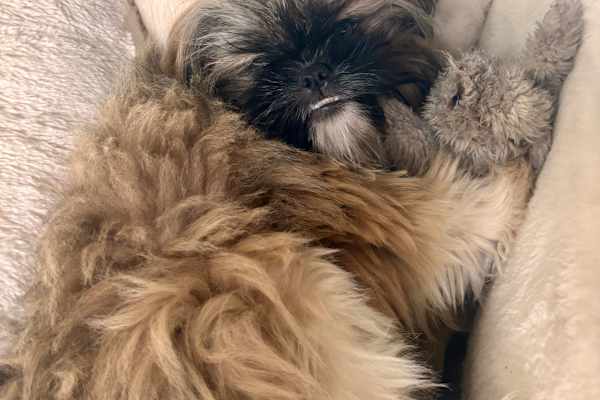 House sit in Victoria, BC, Canada