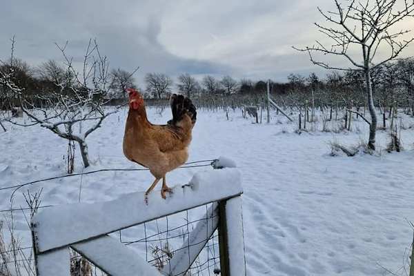 House sit in Aså, Denmark