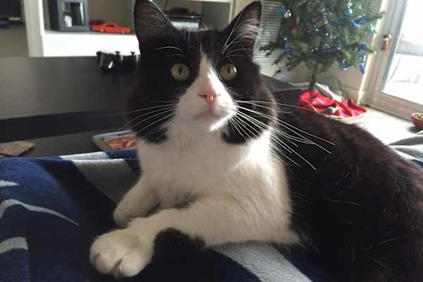 House sit in Carleton Place, ON, Canada