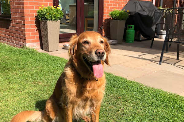 House sit in Warrington, United Kingdom